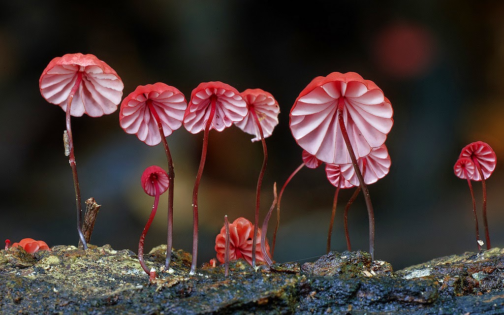 Фотографии субтропических грибов (13 фото)
