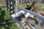 Mini-donks were originally bred as working donkeys on the Mediterranean islands of Sicily and Sardinia, off the coast of Italy.