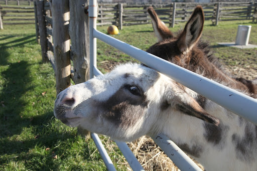 Mini-donks were originally bred as working donkeys on the Mediterranean islands of Sicily and Sardinia, off the coast of Italy.