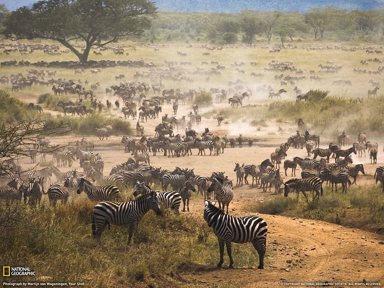 serengeti-1 serengeti-1