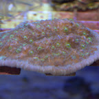DSC_2130.jpg