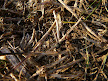 Man-eating ant in the John Lennon peace gardens