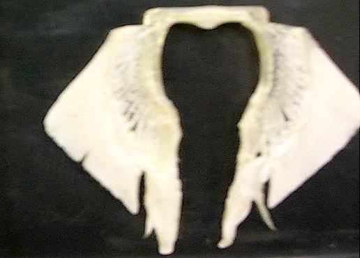 claspers-shark claspers-shark