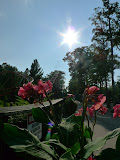 They have Cannas everywhere, one of my favorite plants.