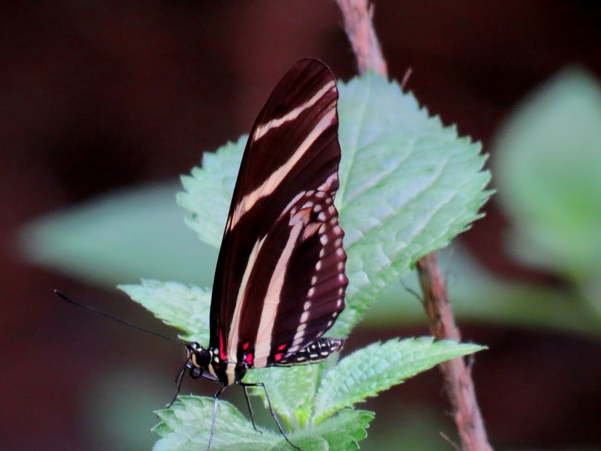Zebra longwing