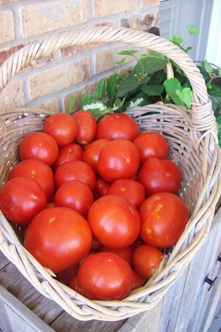 [tomatoes%255B3%255D.jpg]