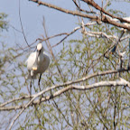 IMG_0953.JPG