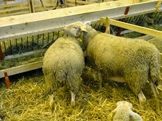 2015.02.26-012 mouton Préalpes du Sud