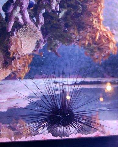[aquarium5%255B2%255D.jpg]