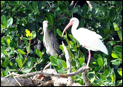 08b - Green Heron and White Ibis