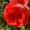 Yard & Frogs 025.JPG