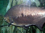 A huge fish at the Shark Reef Aquarium at Mandalay Bay.