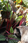 The ruby Swiss chard will go nicely with tonight's dinner menu.