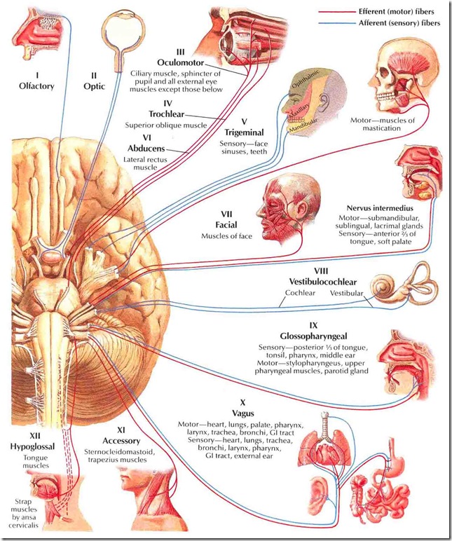 Cranial nerves Cranial nerves
