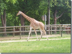 2008.05.26-012 girafe