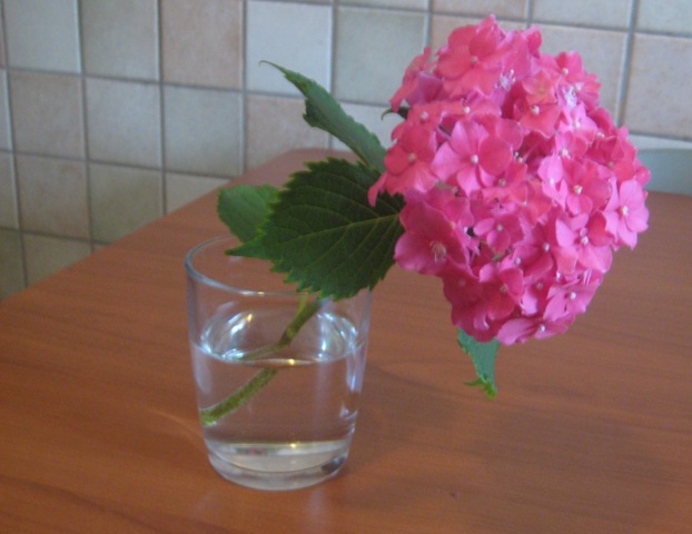[IMG_4248%255B4%255D.jpg]