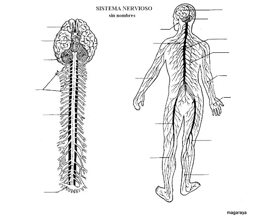 LAMINAS DEL CUERPO HUMANO PARA COLOREAR Y APRENDER – Dibujos para colorear