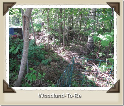 woodlandtobe woodlandtobe