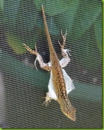 Brown Anole in Process of Molting