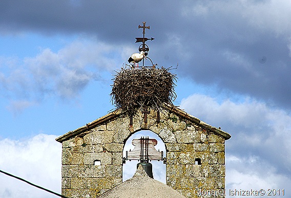 Sabugal - Glória Ishizaka - torre sineira - cegonha