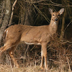 Deer 2