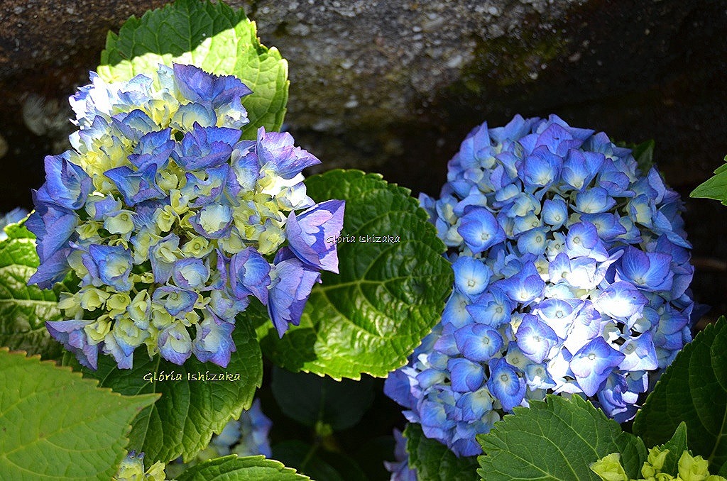 [Azul%2520-%2520Gl%25C3%25B3ria%2520Ishizaka%252041.jpg]