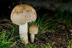 DSC_6158-2.jpg