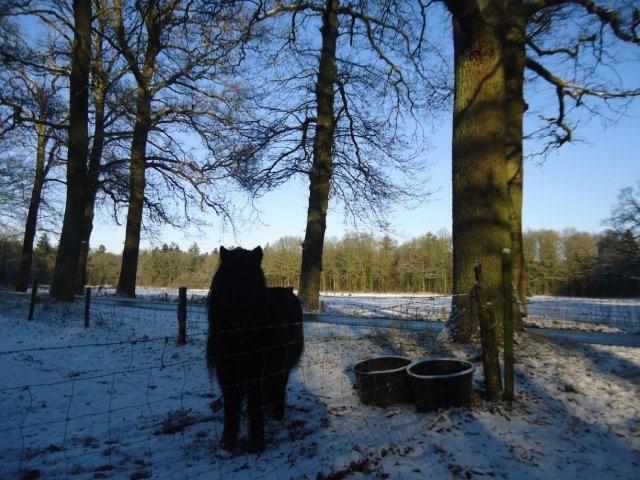 Paard in de sneeuw - www.LandgoedDeKniep.nl