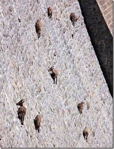 cabras2 cabras2