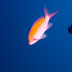 Bicolor Anthias - Photo (c) DavidR.808, some rights reserved (CC BY-NC-SA)