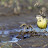 Pliszka żółta (Motacilla flava), fot. M. Kowalski