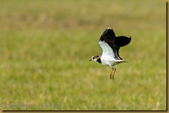 Northern Lapwing (Vanellus vanellus)