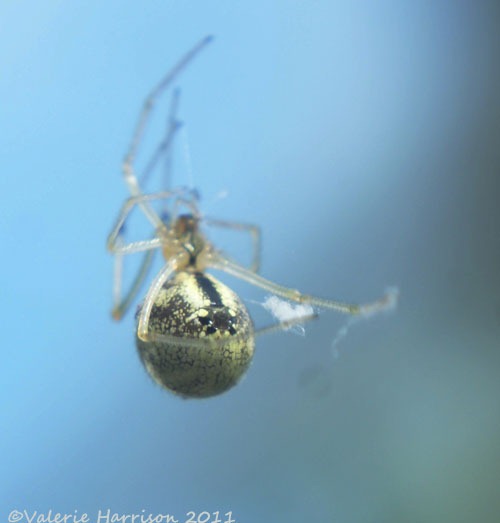 [Enoplognatha%2520sp-3%255B2%255D.jpg]