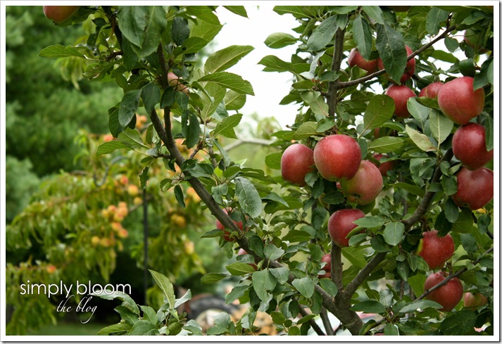 apples and peaches (1 of 1)