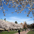 The Spring Cherry Blossoms in the Quad