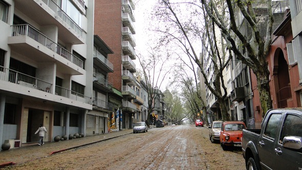 Montevidéu após as chuvas - Árvore caída