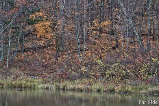 Shoreline  Bottomless Lake Oct 17