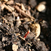 quercia3.jpg