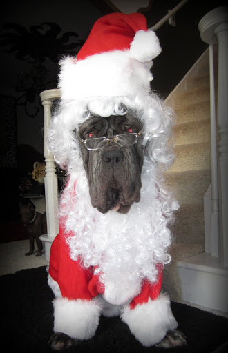 And her Neapolitan Mastiff, Rufio Ricardo, is ready to play Santa!