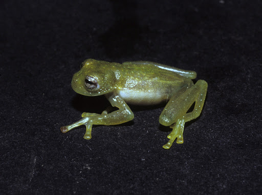 Centrolene%252520guanacarum%252520%252528icn_11685_paratipo_pr%2525206691%252529