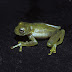 Centrolene%252520guanacarum%252520%252528icn_11685_paratipo_pr%2525206691%252529