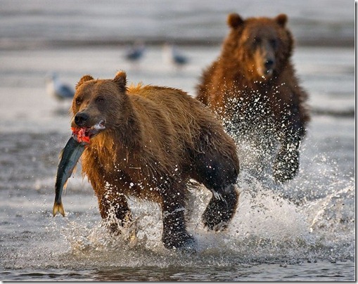 wild4 wild4