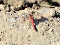 DSC_7947.jpg