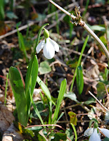 2014 március 1 alcsut levantei hóvirág Galanthus fosteri (3).jpg