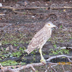 IMG_8117.JPG