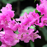 Unique And Colorful Flowers At Romney Manor - Basseterre, St. Kitts
