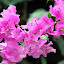Unique And Colorful Flowers At Romney Manor - Basseterre, St. Kitts