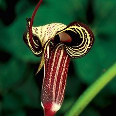 [a.kiushianum2.jpg]