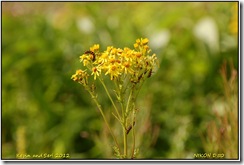 Brandon Marsh D50  05-08-2012 15-31-29