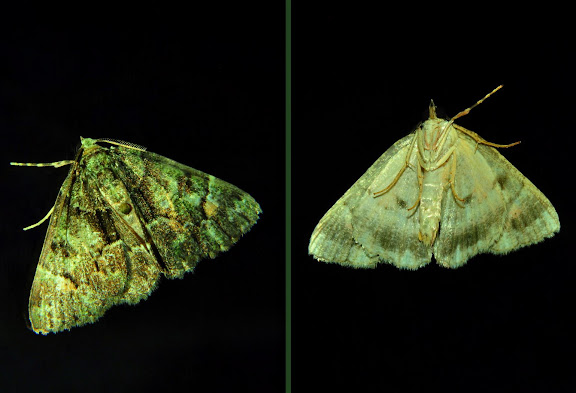 Geometridae : Geometrinae : Aeolochroma metarhodata WALKER [1863]. Umina Beach (New South Wales, Australie), 8 avril 2011. Photo : Barbara Kedzierski